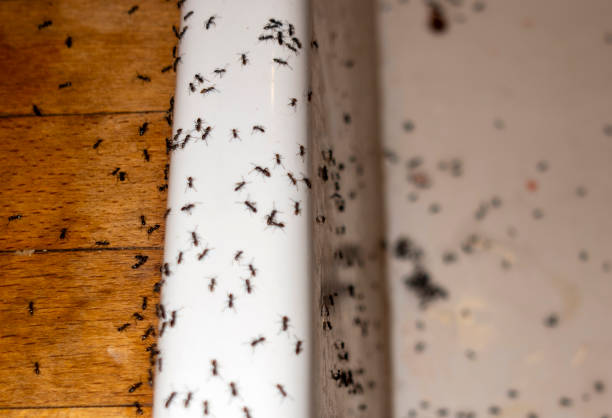 Best Best Pest Control Companies  in Salt Creek Commons, IN